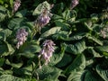 One of the largest Hosta Ã¢â¬Â²Blue UmbrellasÃ¢â¬Â² with giant, blue-green, thick-textured, corrugated, heart shaped leaves Royalty Free Stock Photo